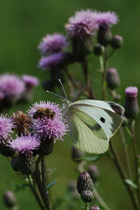 Pieris brassicae